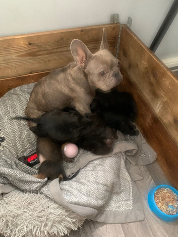 Floodle pups