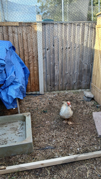 Male muscovy