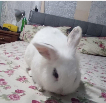 2 male rabbits