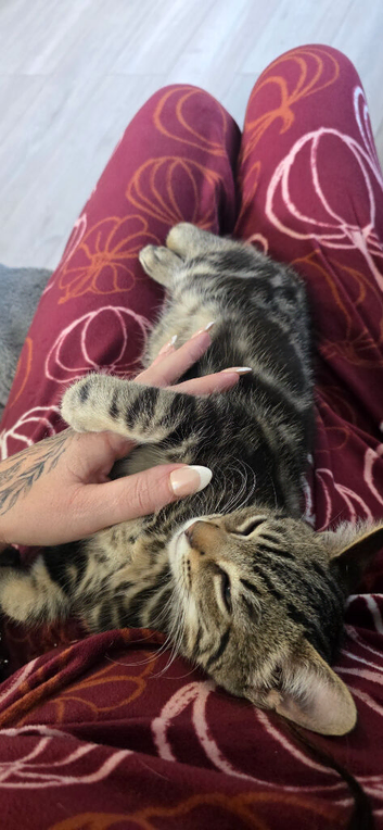 Gorgeous bengal cross kitten
