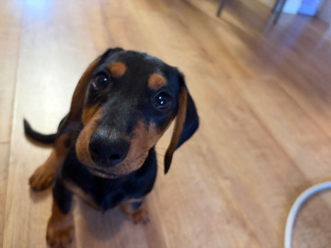Dachshund cross jack russell