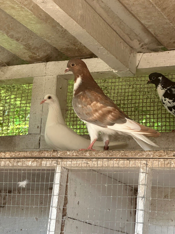 Young Roller Pigeons