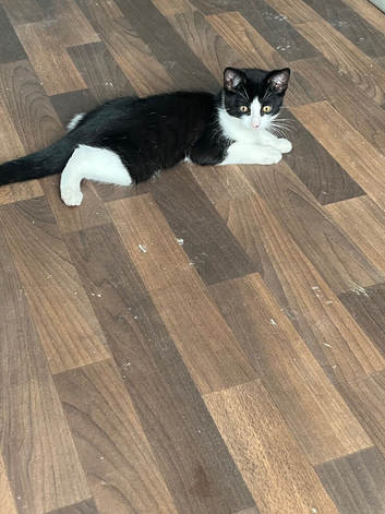 Black and white 14weeks old boy looking for new home