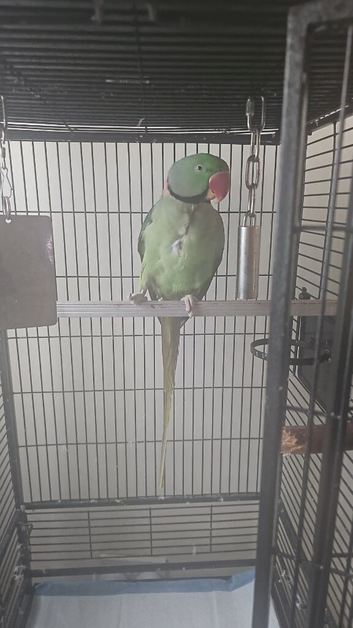 Male ring neck Alexander parrot