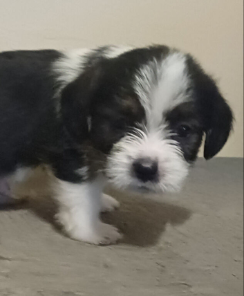 For sale Male puppy shihtzu cross last one of litter to go REDUCED