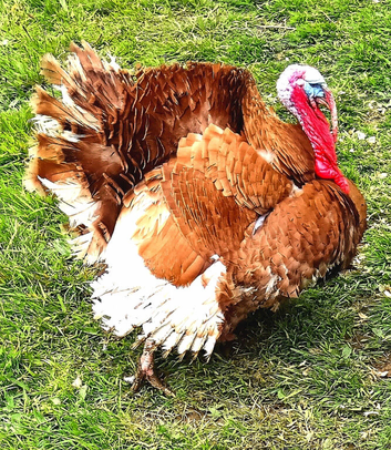 Turkey Poults for sale