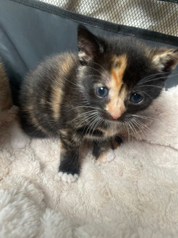 Kitten for sale