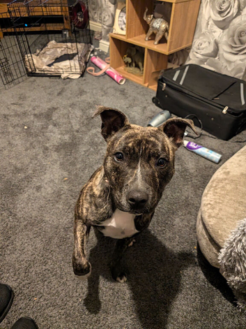 8 month old Staffordshire bull terrier pup