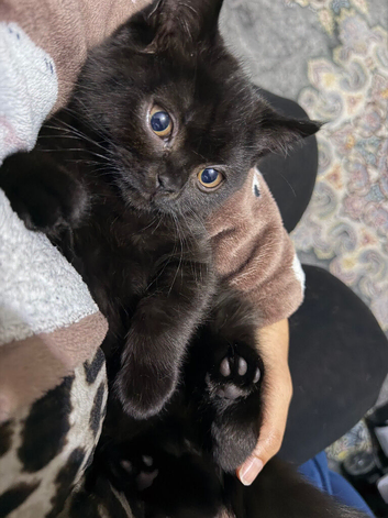 Kitten