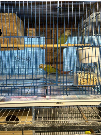 Conure Hen DNA tested