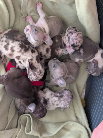 French bulldog puppies