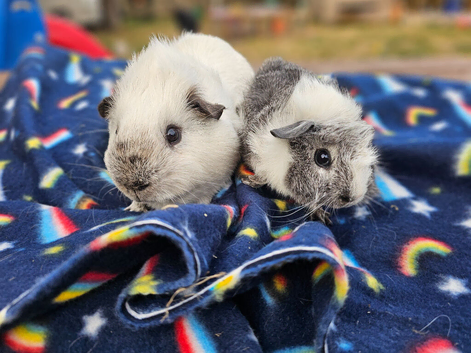 Two bonded males