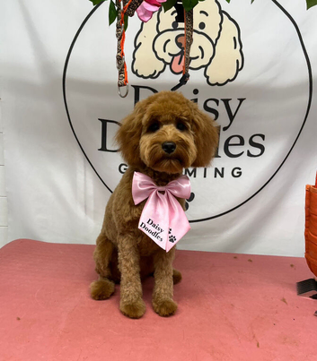 Lovely Cavapoo girl