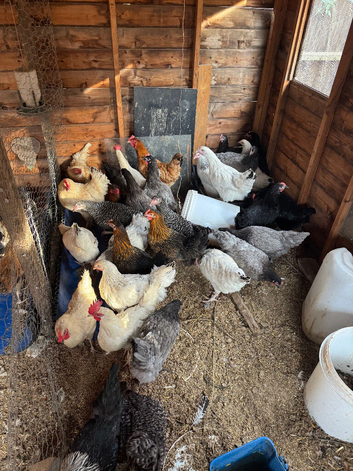 Chickens for For Sale