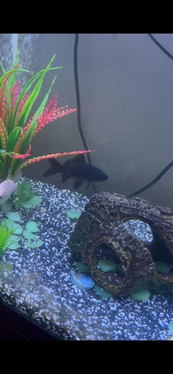 black goldfish
