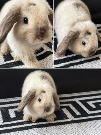 Tame Mini Lop Bunny &ndash; &pound;55