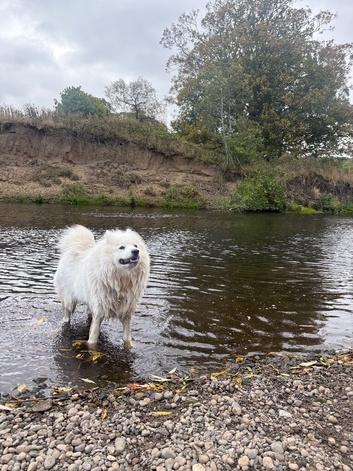 Samoyed