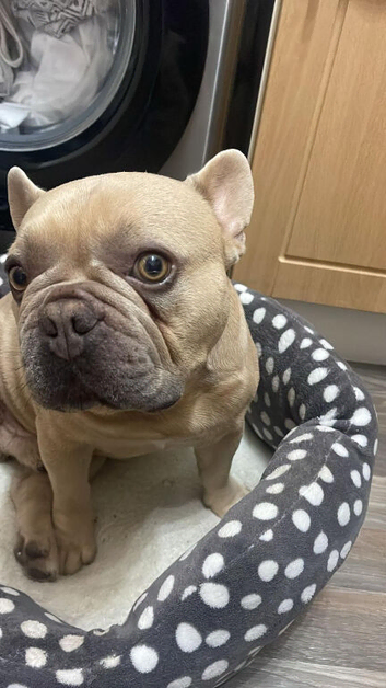 4 year old frenchie looking to rehome ASAP