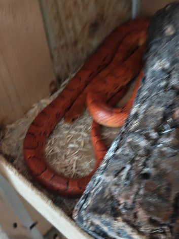 Beautiful corn snake