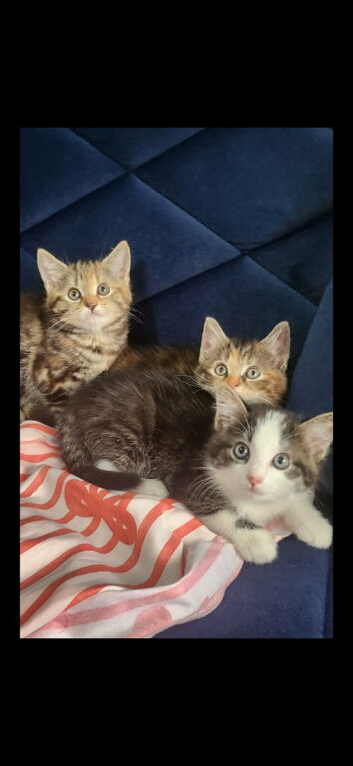 Lovely kittens looking for forever homes