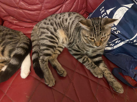 Bengal boy