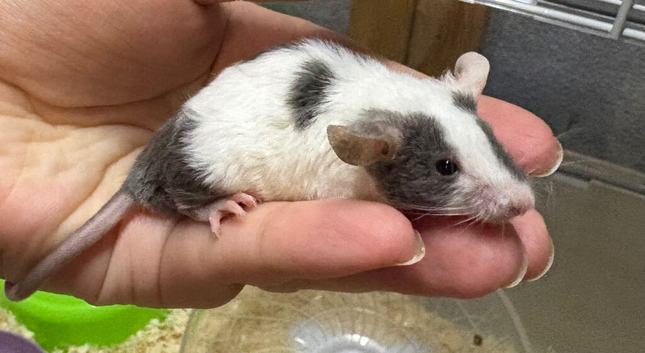 Friendly grey & white baby male mouse with cage (reserved)