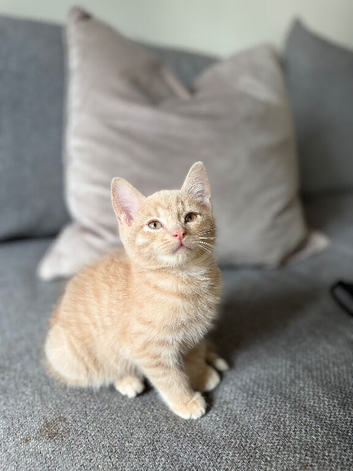 5 months old kitten