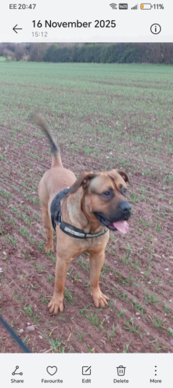 Beautiful male presa for stud
