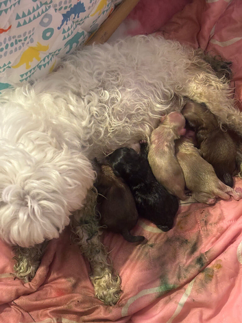 F1 Maltipoo puppies