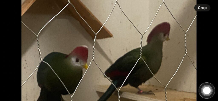 Turaco