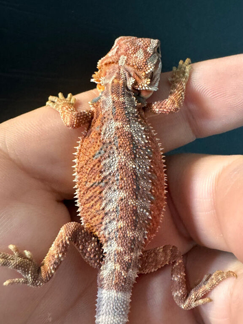 Stunning Red Monster Bearded Dragons