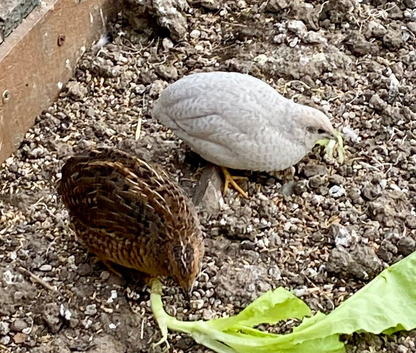Chinese painted Quail