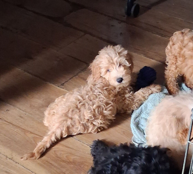 Beautiful Cockerpoo X Poodle puppies