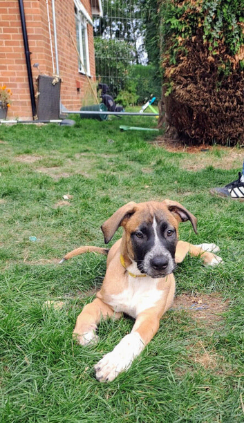 American bulldog x Belgian Malinois pups