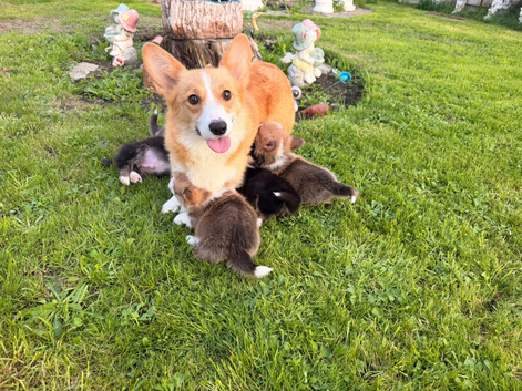 Kc Pembroke corgi puppies