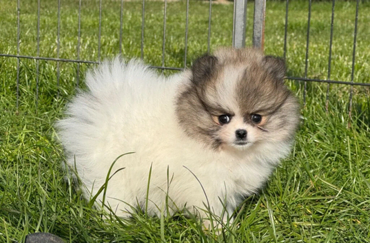 Beautiful Pomeranian girls available