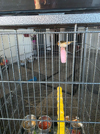 Harlequin hen