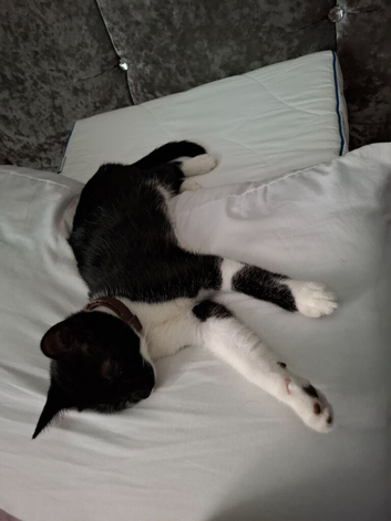16 week kitten for adoption
