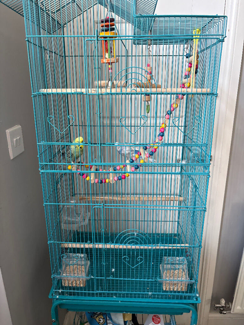 Two Budgies with cage