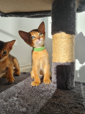 LAST TWO BOYS,champion line Abyssinian kittens