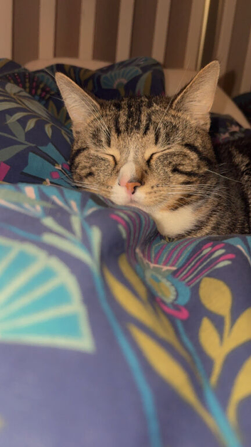 Male Cat 16 months old l