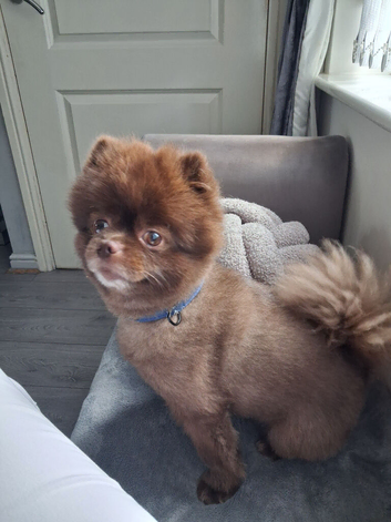 Pomeranian