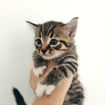 1 Month‑Old Kittens Ready to Reserve &ndash; Collection After 8 Weeks.