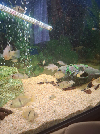 Bandit Cichlids