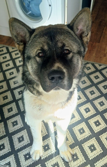 Handsome Boy
