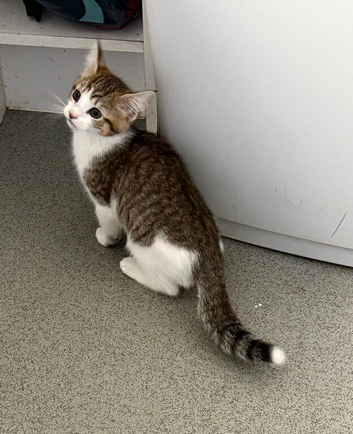 Maine Coon Kittens