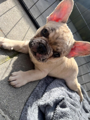 Puppies for Sale