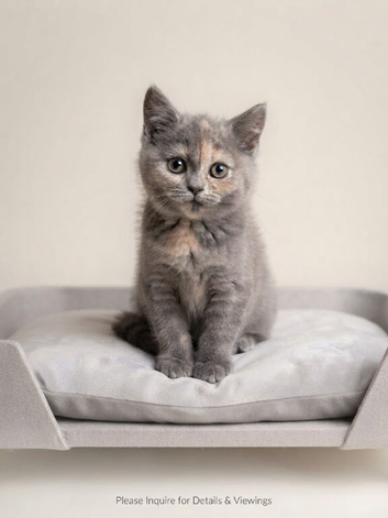 Stunning GCCF registered BRITISH SHORTHAIR