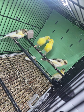 5 Canaries for sale