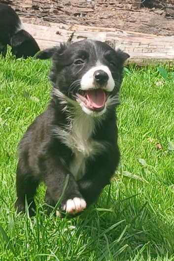 Border collie pups